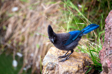 Steller's Jay (Cyanocitta stelleri) Outdoors in California