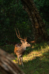 Sri Lankan Axis axis ceylonensis in Wilpattu National Park in the Forrest 
