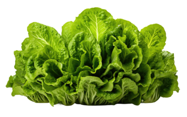 Lettuce Leaves Formation On Transparent Background