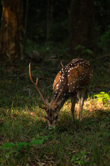 Sri Lankan Axis axis ceylonensis in Wilpattu National Park in the Forrest 