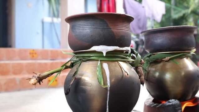 celebrating Traditional Thai Pongal festival to sun god with pot, lamp,wood fire stove, fruits and sugarcane. Making Sakkarai or sugar pongal and ven pongal in sand stove in traditional method.