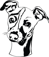 Cartoon Black and White Isolated Illustration Vector Of A Pet Greyhound Whippet Puppy Dogs Face and Head