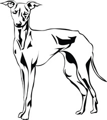 Cartoon Black and White Isolated Illustration Vector Of A Whippet Greyhound Pet Puppy Dog Standing Up