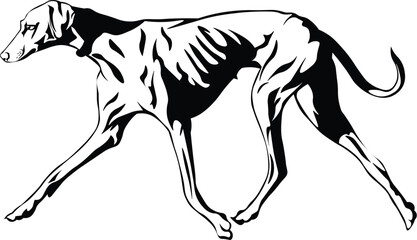 Cartoon Black and White Isolated Illustration Vector Of A Greyhound Pet Puppy Dog Walking