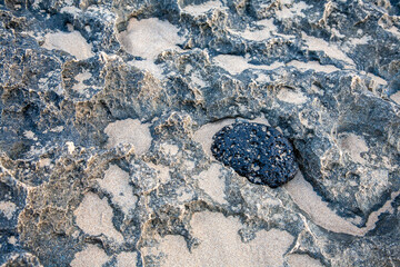 One ocean worn out black lava rock laid on a rugged surface of lithified bed of rock with washed...