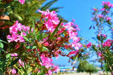 Tropical pink flower on a branch with green leaves against the blue sky. Oleander close-up. Botanical garden. Natural background. Beauty in nature.		