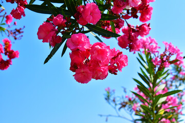 Tropical pink flower on a branch with green leaves against the blue sky. Oleander close-up. Botanical garden. Natural background. Beauty in nature.	