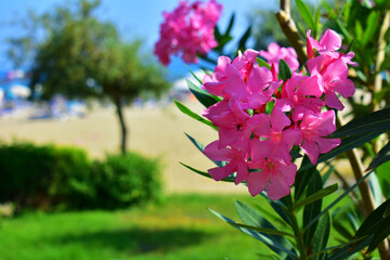 Tropical pink flower on a branch with green leaves, and green lawn with tree and blue sky on the background. Oleander close-up. Botanical garden. Natural background. Beauty in nature.	