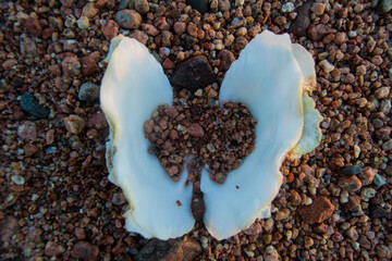 Heart Shaped Sea Shell