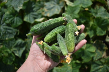 Cucumber for pickling on a hand in a field for harvest