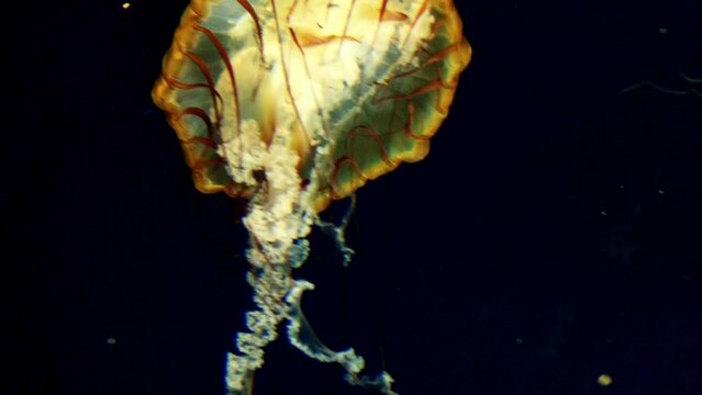 4K Video: Bright Jellyfish Underwater at night - Mesmerizing Aquatic Ballet 
