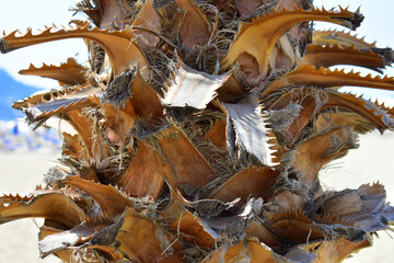 Bark of a palm tree in close-up. Natural background 