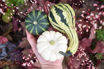 Small green and white pumpkins on a hand in purple flowers in autumn / fall 