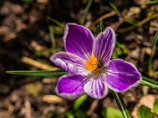 Mixed colorful flowers background