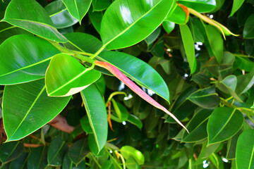 Natural background of plant with large green leaves and a long red inflorescence. Beauty in nature.
