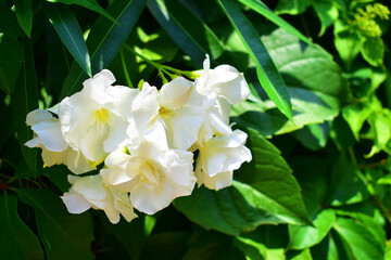 White flowers with green leaves. Floral natural background. Summer day. Flowering and fragrance. Beauty in nature.