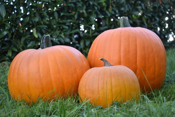 Orange halloween pumpkins in different sizeson grass in garden