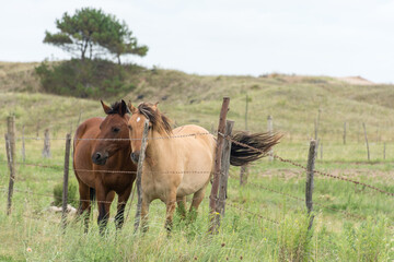 Caballos en campo marron y claro