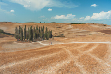 Obraz premium Cipressi Val d'Orcia , due persone camminano sul sentiero ,con cielo azzurro, colline ambiente rurale