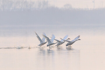 Winter Bird of Junam Reservoir in Korea