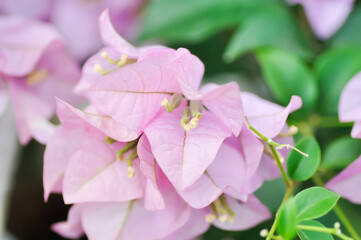 Bougainvillea or paper flower , pink paper flower