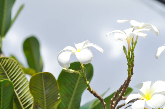 frangipani, frangipani flower or pagoda tree
