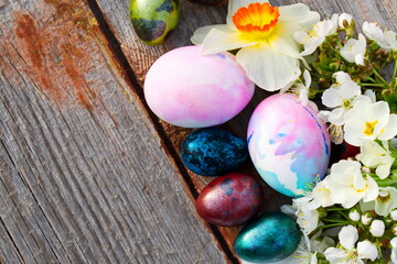 Easter quails eggs painted different colors Spring composition cherry blossoms old wooden background Copy space greeting text Colored Egg Holiday border Easter concept Wintage wood template Narcissus