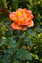 Una rosa anaranjada  en primer plano. Vista de frente. Formato vertical.