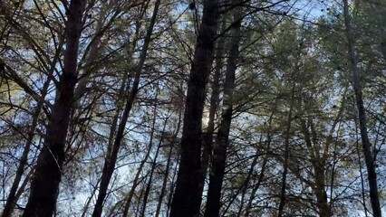 Walking through the forest with the sun between the pines. Relaxation in nature