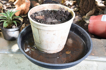 stagnant water proliferation of epidemic diseases mosquito larva dengue chicuncunha maleita zika-virus hurban plague