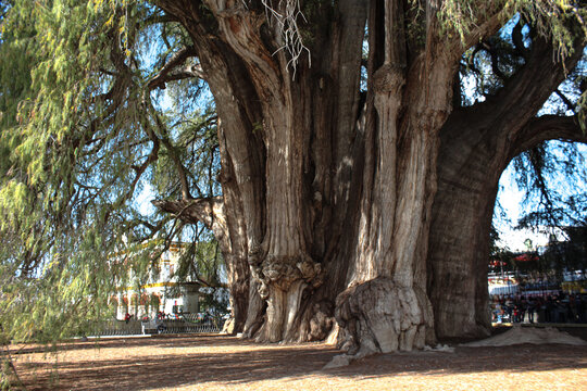 Arbol del tule in Oaxaca Mexico, a tree 2000 years old