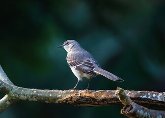 Back view of a bird on a branch