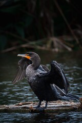 Black Bird by a lake