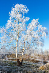 A silver birch tree covered in hoar frost after a receding mist on Rudge Hill Nature Reserve (Scottsquar Hill), Edge Common, Gloucestershire, England UK