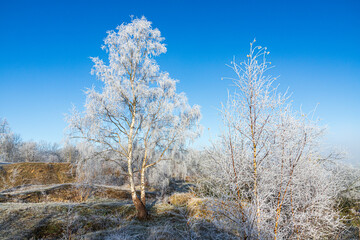 A silver birch tree covered in hoar frost after a receding mist on Rudge Hill Nature Reserve (Scottsquar Hill), Edge Common, Gloucestershire, England UK