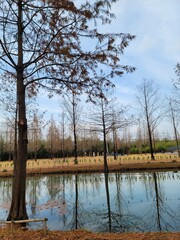 Obraz premium lake in the forest