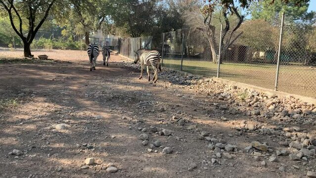 A group of zebras are walking in the zoo. A striped animal standing in a zoo. African cute black and white zebra wagging its tail in the zoo.