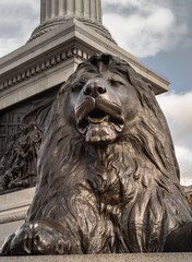 One of the four landseer bronze lions statue at the base of Nelson's column in front of National Gallery building. View of the iconic Trafalgar Square in london. Space for text, Selective focus.