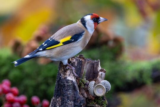 European Goldfinch with colourful Autumn background