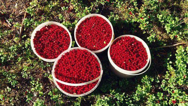 A large lingonberry, plucked from a bush with green leaves. Cranberry harvest, collected in buckets in the northern lands. Lots of berries on a pillow of moss. Picking berries in the northern forest. 