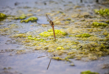 dragonfly resting on a moss from a river