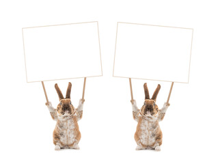 Cute bunny holding a blank white banner.