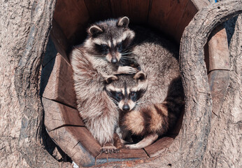 Cute raccoons are cosy sitting in a hollow log and looking at the camera.