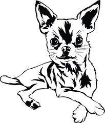 Cartoon Black and White Isolated Illustration Vector Of A Pet Chihuahua Puppy Dog Laying Down