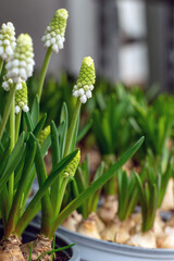 Spring flower mouse hyacinth, selective focus.