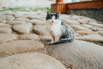 Little fluffy kitten sitting in home yard at winter. Cute pet friend outdoors.