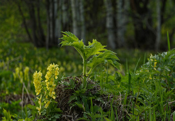Russia. Altai Territory. Thickets of birch grove covered with blooming spring primroses.