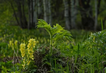 Fotobehang Russia. Altai Territory. Thickets of birch grove covered with blooming spring primroses. © Александр Катаржин