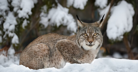 A Lying Lynx In Snow