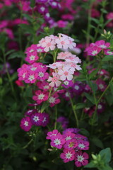 Pink flowers in the garden